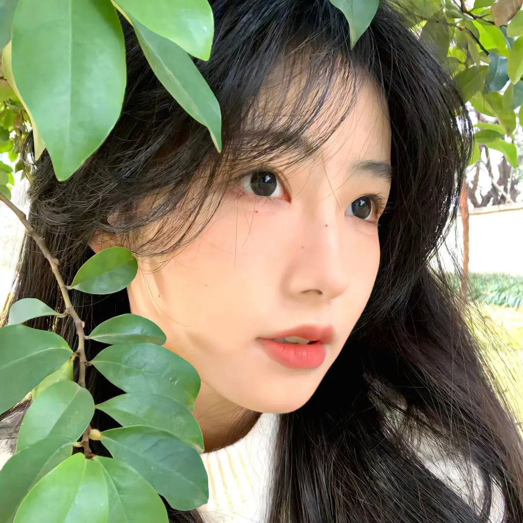 灰叶剑麻